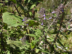 Salvia thyrsiflora