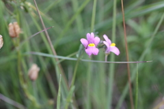 Nemesia denticulata