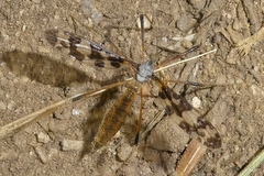 Idioptera