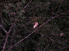 Uroplatus