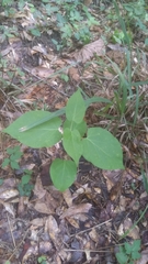 Matelea carolinensis