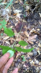 Matelea carolinensis