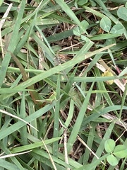 Conocephalus maculatus