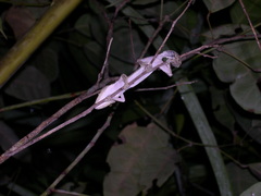 Uroplatus