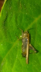 Tettigidea lateralis