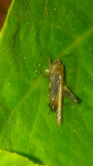 Tettigidea lateralis