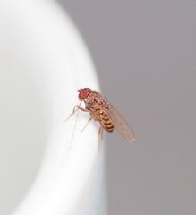 Drosophila repleta