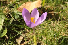 Crocus serotinus