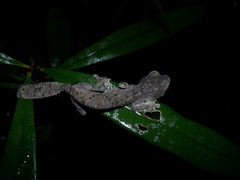 Uroplatus