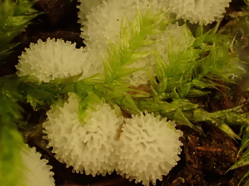 Ceratiomyxa porioides nuotrauka