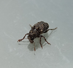 Dissoleucas niveirostris