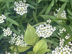 Angiospermae