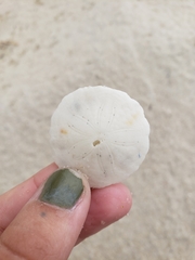 Echinarachnius parma