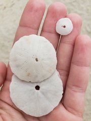 Echinarachnius parma