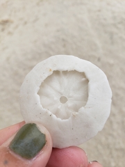 Echinarachnius parma