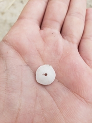 Echinarachnius parma