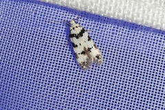 Pseudotelphusa scalella