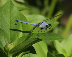 Erythemis simplicicollis