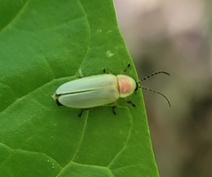 Photinus marginellus