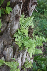 Nephrolepis biserrata