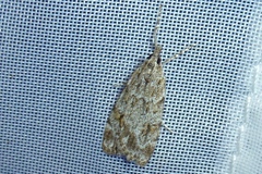 Scoparia basistrigalis