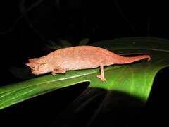 Brookesia superciliaris