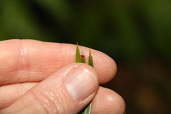 Lomandra phillipsiorum