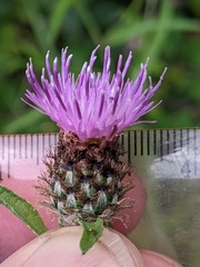 Centaurea debeauxii