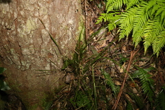 Lomandra phillipsiorum