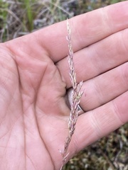 Calamagrostis inexpansa