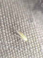 Calamagrostis inexpansa