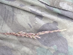 Calamagrostis inexpansa