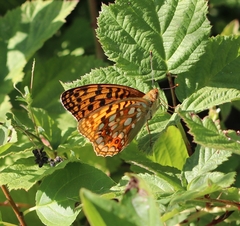 Argynnis adippe