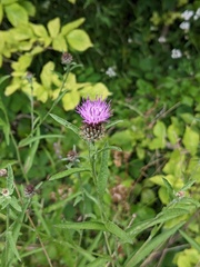 Centaurea debeauxii