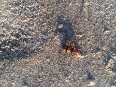 Enoclerus muttkowskii