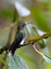 Haplophaedia aureliae