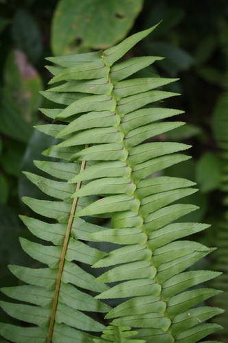 Nephrolepis undulata