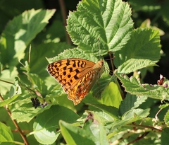 Argynnis adippe
