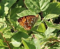Argynnis adippe