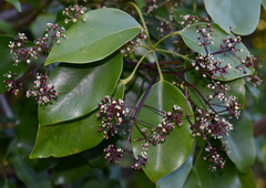 Heptapleurum ellipticum