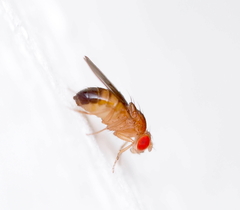Drosophila melanogaster