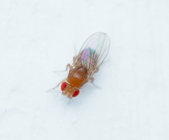 Drosophila melanogaster