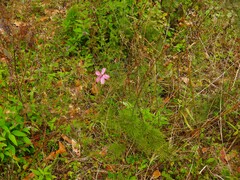 Cosmos carvifolius