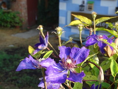 Clematis