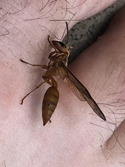 Synoeca virginea