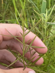 Agalinis maritima maritima