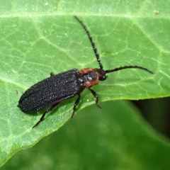 Eropterus