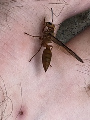 Synoeca virginea