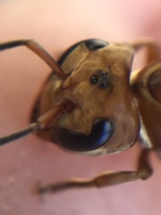 Synoeca virginea