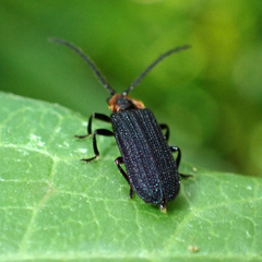 Eropterus